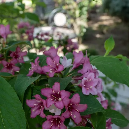 Apartment Aifen - Pentru Toata Familia In - Cu Gradina Proprie, La 2 Pasi De Plaja