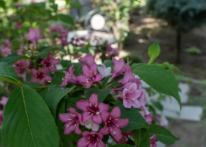 شقة Aifen - Pentru Toata Familia In - Cu Gradina Proprie, La 2 Pasi De Plaja